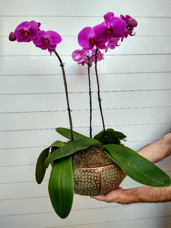 Orquídeas pink em cachepot (SOB ENCOMENDA) | Estilo e Originalidade |  Produto Exclusivo
