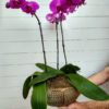 Orquídea pink