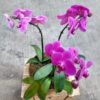 Orquídea pink