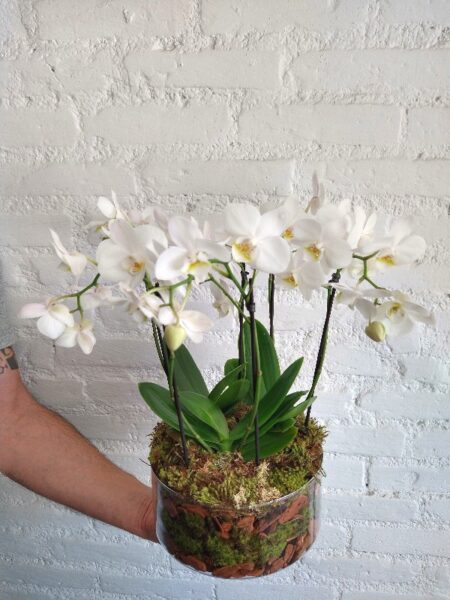 mini orquídeas em vaso cilindrico de vidro com musgo e pinus